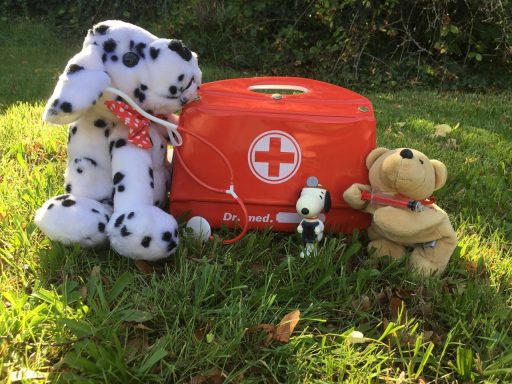 Outdoor Workshop -Erste Hilfe am Hund 