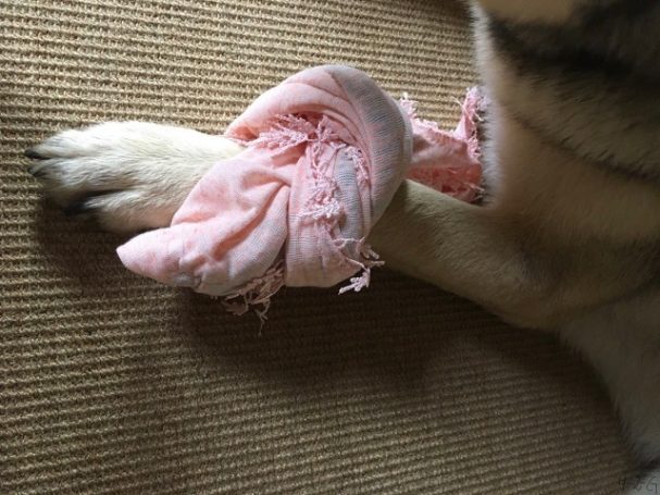 Erste Hilfe am Hund