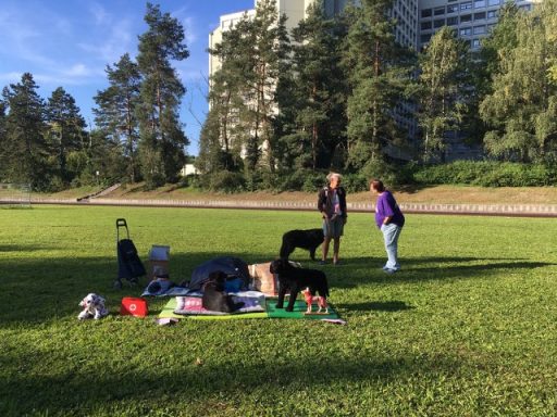 Outdoor Workshop Erste Hilfe am Hund